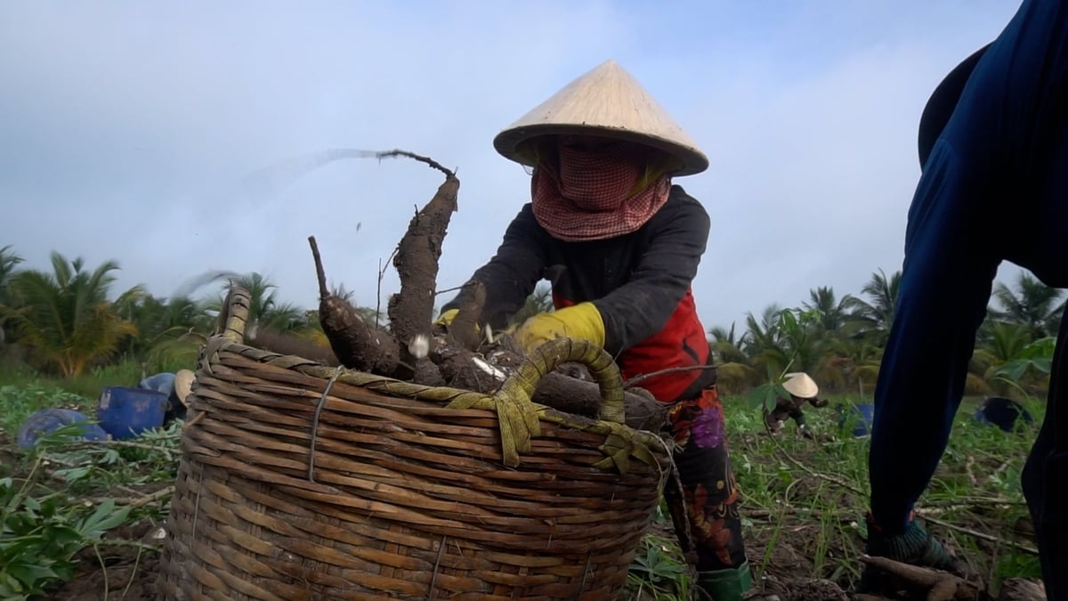Bà con buộc phải thu hoạch sớm để bán giá thấp, hơn là mất trắng. Ảnh: Trần Trung. Bà con buộc phải thu hoạch sớm để bán giá thấp, hơn là mất trắng. Ảnh: Trần Trung.