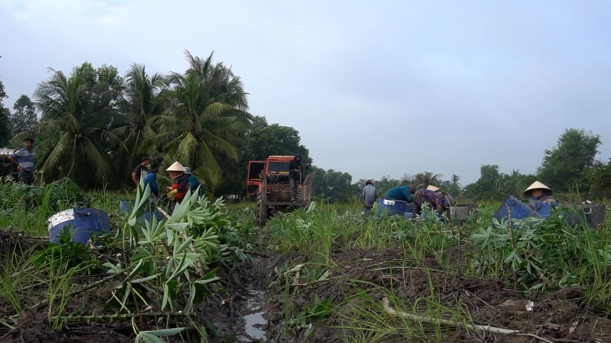 Trước những bất ổn của thời tiết, Nhà nước cần tiếp tục đầu tư hạ tầng thoát nước tại các vùng chuyên canh sắn, chuyển đổi lịch thời vụ để giữ vững vùng nguyên liệu sắn. Ảnh: Trần Trung. Trước những bất ổn của thời tiết, Nhà nước cần tiếp tục đầu tư hạ tầng thoát nước tại các vùng chuyên canh sắn, chuyển đổi lịch thời vụ để giữ vững vùng nguyên liệu sắn. Ảnh: Trần Trung.