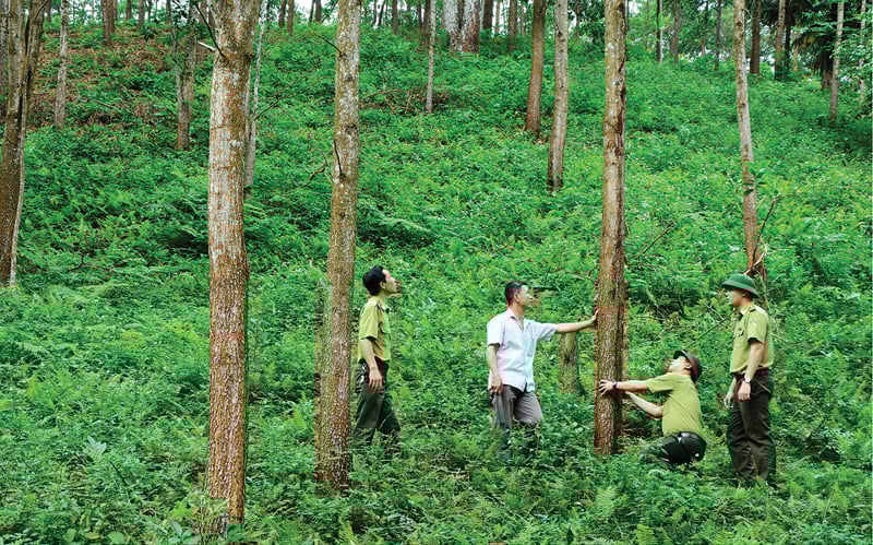Việc giao đất khoán cho người dân còn nhiều bất cập. Ảnh: NNMT. Việc giao đất khoán cho người dân còn nhiều bất cập. Ảnh: NNMT.