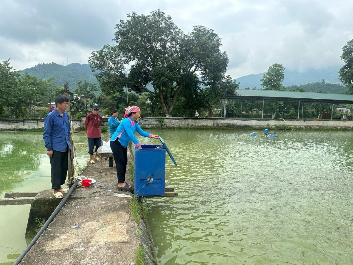 Không chỉ làm giàu cho mình, bà Chắp còn truyền lửa khởi nghiệp cho nhiều hộ dân tại xã Cốc San. Ảnh: Bích Hợp. Không chỉ làm giàu cho mình, bà Chắp còn truyền lửa khởi nghiệp cho nhiều hộ dân tại xã Cốc San. Ảnh: Bích Hợp.
