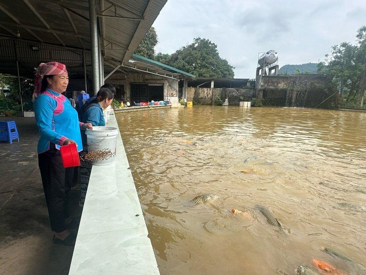 Bà Hoàng Thị Chắp đang chăm sóc ao cá bố mẹ của gia đình. Ảnh: Bích Hợp. Bà Hoàng Thị Chắp đang chăm sóc ao cá bố mẹ của gia đình. Ảnh: Bích Hợp.