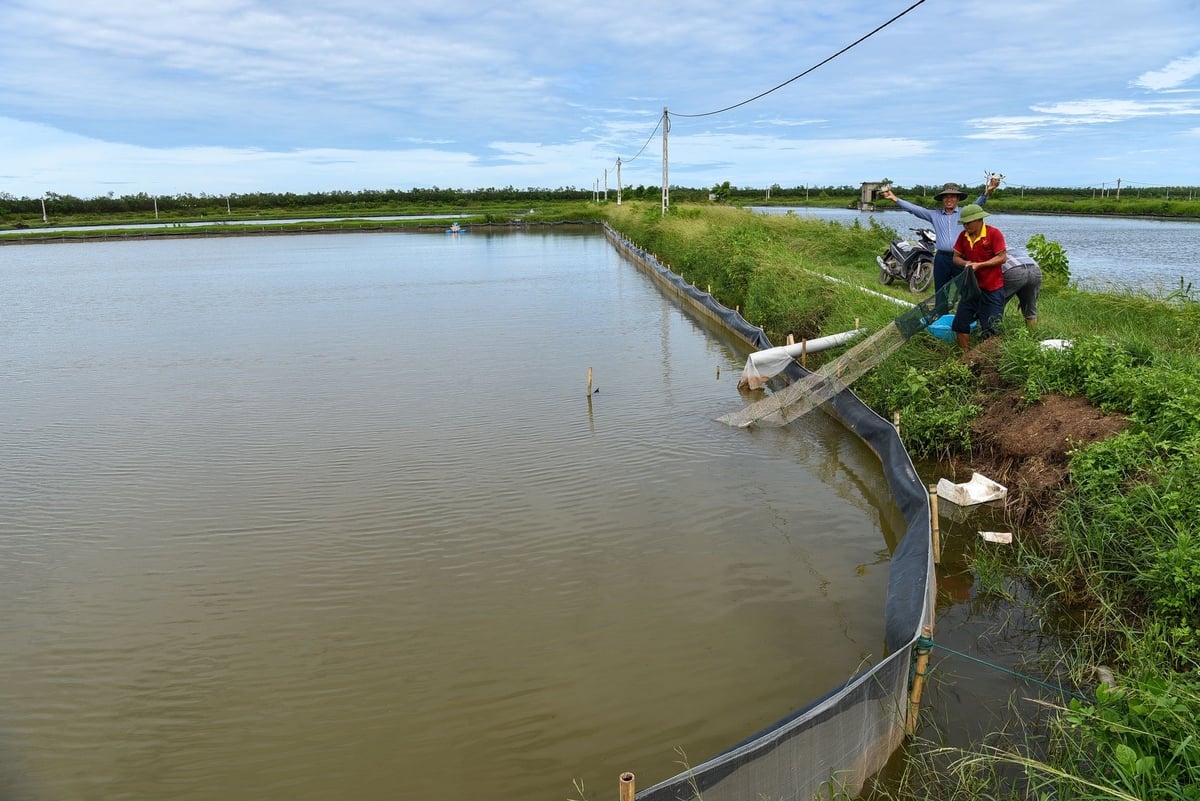 Thu hoạch thử cua lông bằng lưới bát quái. Ảnh: Dương Đình Tường. Thu hoạch thử cua lông bằng lưới bát quái. Ảnh: Dương Đình Tường.