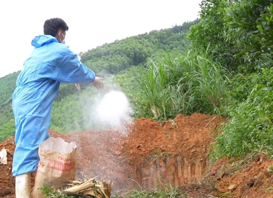 Việc tiêu hủy kịp thời, đúng quy cách là biện pháp hữu hiệu nhất để dịch tả lợn Châu Phi không lan rộng tại Tuyên Quang. Ảnh: Đào Thanh.