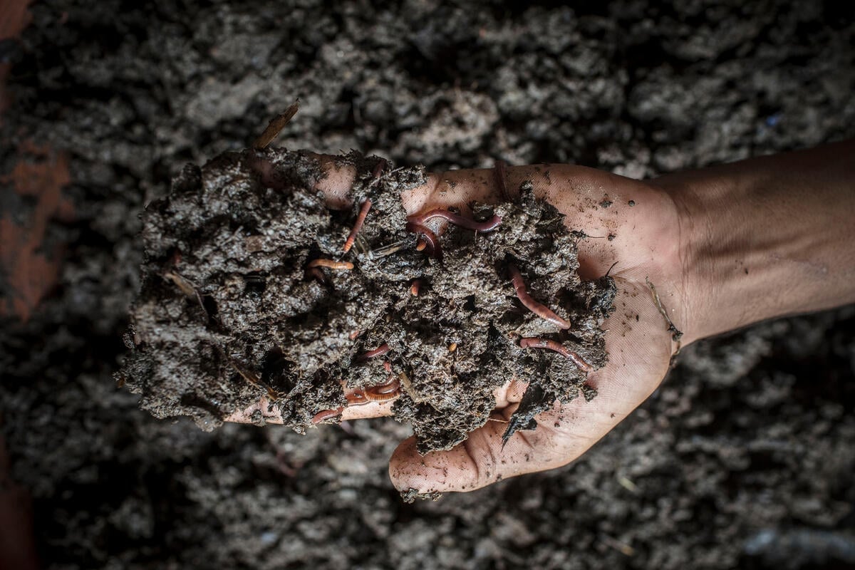 Worms at a farm in Bangladesh. Photo: Mohammad Rakibul Hasan.