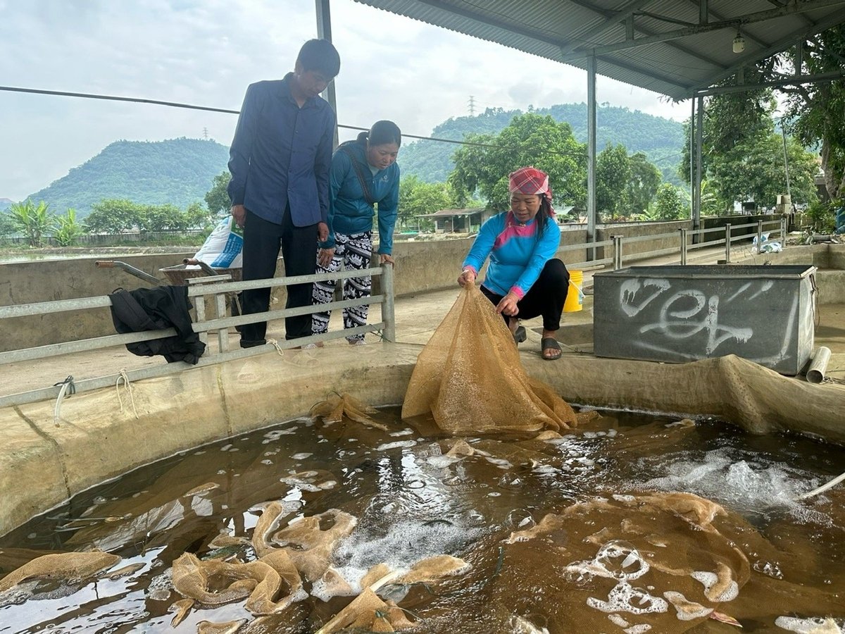 Từ chỗ không biết gì về nghề sản xuất cá giống, bà Hoàng Thị Chắp đã kiên trì học hỏi, gây dựng thành công trại sản xuất cá giống quy mô lớn. Ảnh: Bích Hợp. Từ chỗ không biết gì về nghề sản xuất cá giống, bà Hoàng Thị Chắp đã kiên trì học hỏi, gây dựng thành công trại sản xuất cá giống quy mô lớn. Ảnh: Bích Hợp.