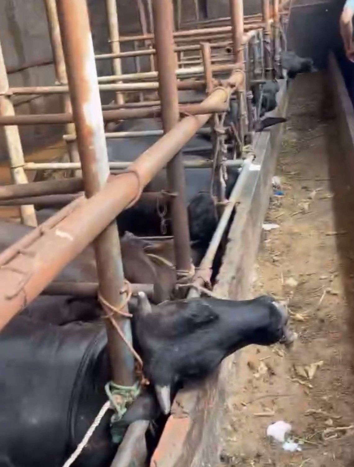 10 con bò của hộ gia đình ông Nguyễn Văn Bảy ở tổ dân phố Yên Tập, phường Mỹ Hào, tỉnh Hưng Yên chết do điện giật. Ảnh: Phạm Hoàng.