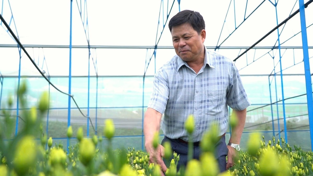 Nông dân Đà Lạt trong vườn hoa Cát Tường sắp thu hoạch. Ảnh: Croplife Việt Nam.