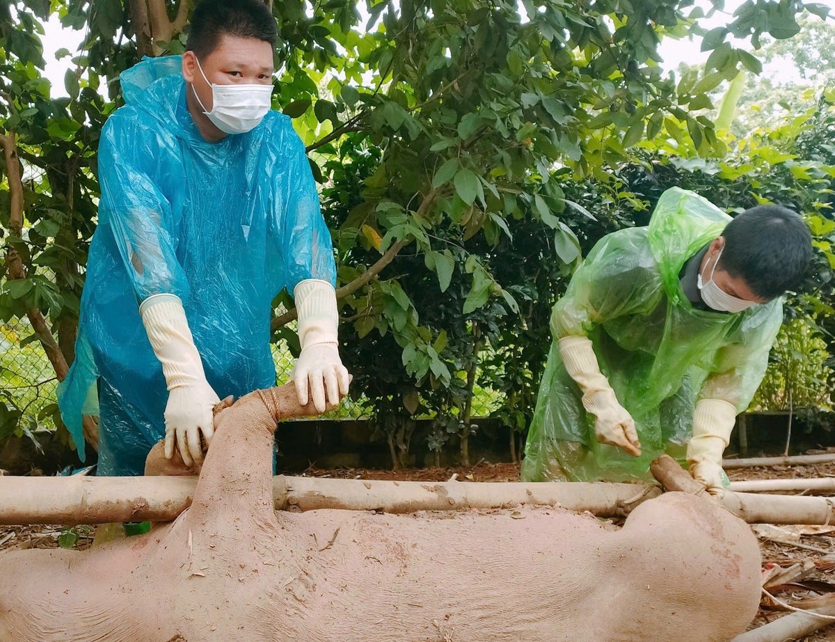 Toàn tỉnh Tuyên Quang đã có hơn 13.600 con lợn mắc dịch tả lợn Châu Phi buộc phải tiêu hủy. Ảnh: Đào Thanh.