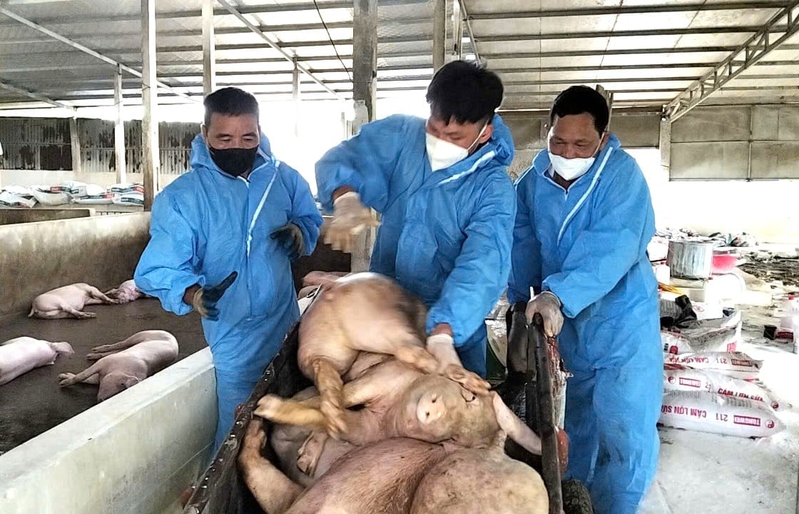 Dịch tả lợn Châu Phi bùng phát, nhiều hộ chăn nuôi ở Tuyên Quang trắng tay. Ảnh: Đào Thanh.