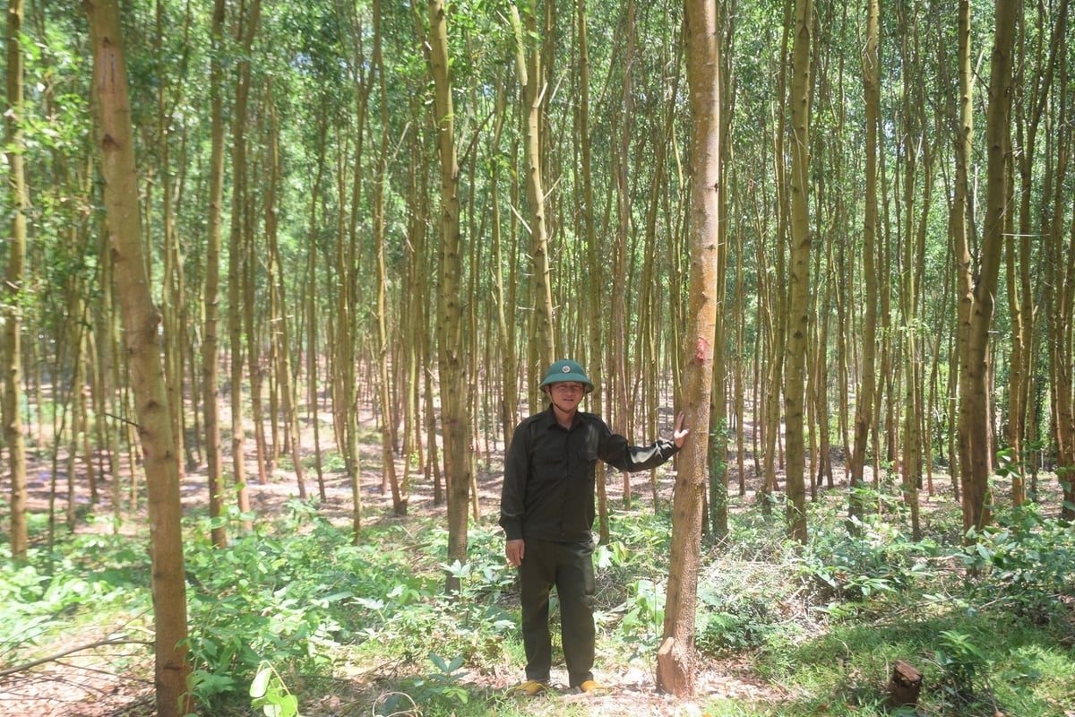 Gia Lai tightens control over the supply chain and traceability of legally planted forest timber. Photo: Dinh Thung.