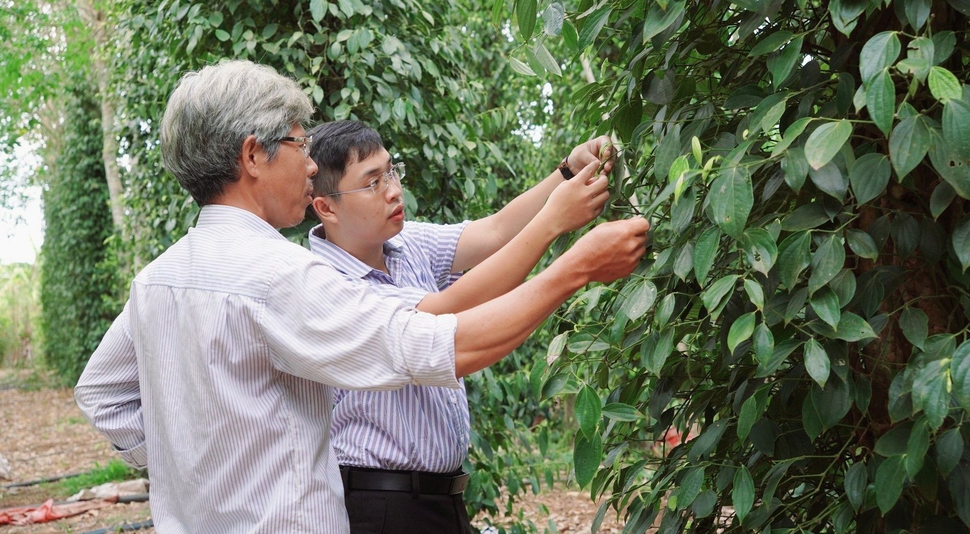 Với lợi thế nền nông nghiệp truyền thống kết hợp với hạ tầng chế biến phát triển đã tạo điều kiện để tỉnh Đồng Nai mở rộng liên kết vùng, đặc biệt là trong các lĩnh vực như chuỗi điều hữu cơ, hồ tiêu, trái cây…Ảnh: MS. Với lợi thế nền nông nghiệp truyền thống kết hợp với hạ tầng chế biến phát triển đã tạo điều kiện để tỉnh Đồng Nai mở rộng liên kết vùng, đặc biệt là trong các lĩnh vực như chuỗi điều hữu cơ, hồ tiêu, trái cây…Ảnh: MS.