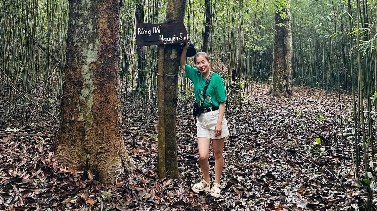 Du khách trải nghiệm rừng dổi nguyên sinh thuộc xã Kỳ Thượng, tỉnh Quảng Ninh. Ảnh: Nguyễn Thành. Du khách trải nghiệm rừng dổi nguyên sinh thuộc xã Kỳ Thượng, tỉnh Quảng Ninh. Ảnh: Nguyễn Thành.