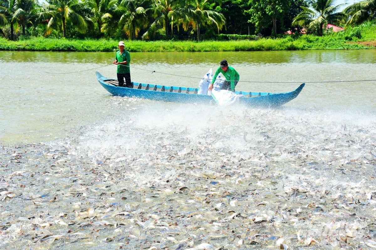 Thủy sản Đồng Tháp tăng trưởng ổn định, diện tích nuôi đạt 83,03% kế hoạch. Ảnh: Lê Hoàng Vũ. Thủy sản Đồng Tháp tăng trưởng ổn định, diện tích nuôi đạt 83,03% kế hoạch. Ảnh: Lê Hoàng Vũ.