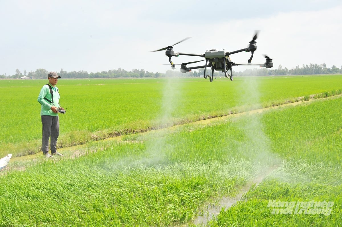 Vụ thu đông 2025, kế hoạch xuống giống đạt gần 50% kế hoạch, nhiều vùng áp dụng mô hình sản xuất lúa chất lượng cao. Ảnh: Lê Hoàng Vũ. Vụ thu đông 2025, kế hoạch xuống giống đạt gần 50% kế hoạch, nhiều vùng áp dụng mô hình sản xuất lúa chất lượng cao. Ảnh: Lê Hoàng Vũ.