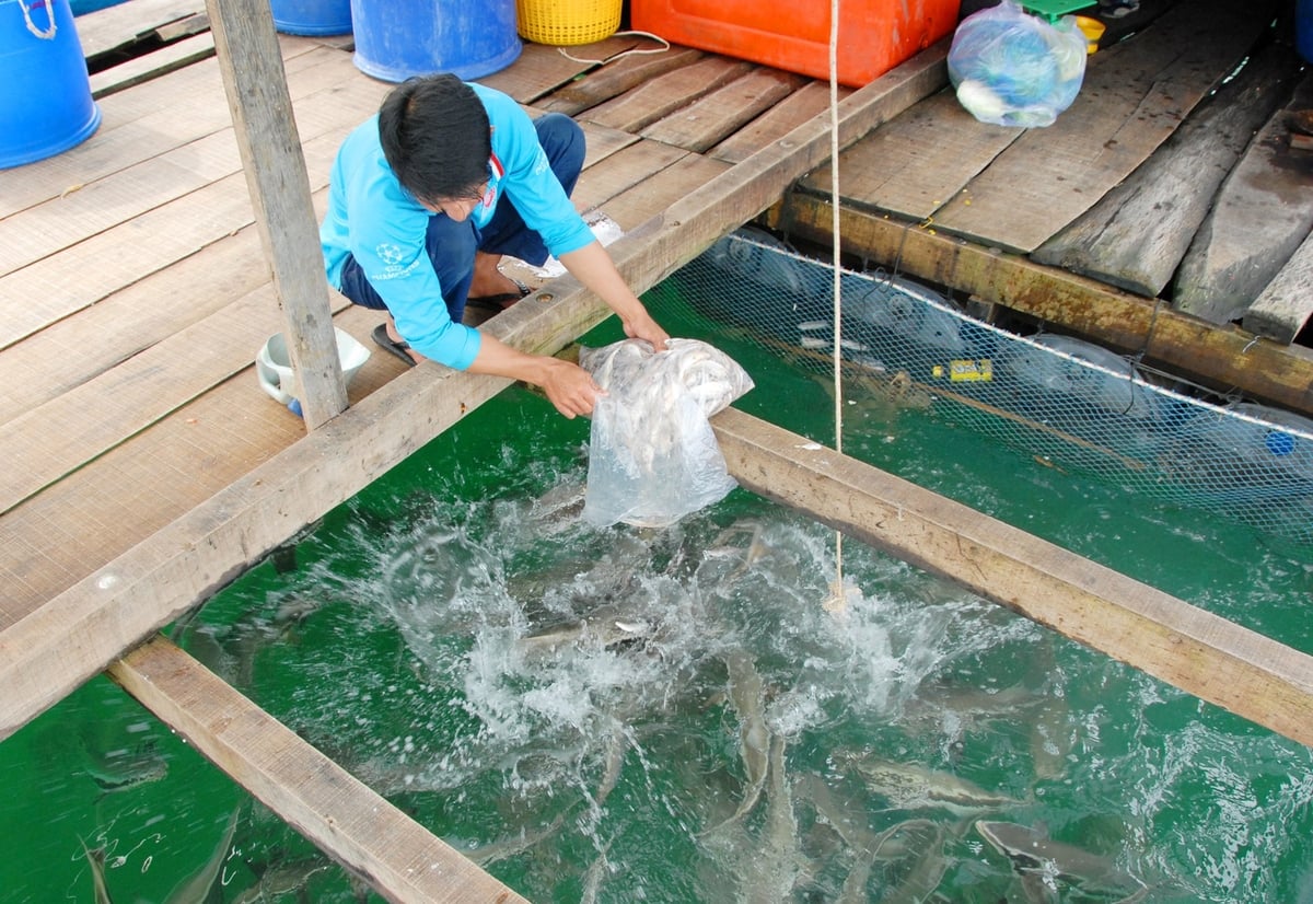 Người nuôi cá lồng bè trên biển tại đảo Hòn Tre, thuộc đặc khu Kiên Hải, tỉnh An Giang chú trọng cải thiện điều kiện môi trường, luân canh lồng nuôi và bổ sung vitamin để tăng sức đề kháng cho cá. Ảnh: Lê Hoàng Vũ. Người nuôi cá lồng bè trên biển tại đảo Hòn Tre, thuộc đặc khu Kiên Hải, tỉnh An Giang chú trọng cải thiện điều kiện môi trường, luân canh lồng nuôi và bổ sung vitamin để tăng sức đề kháng cho cá. Ảnh: Lê Hoàng Vũ.