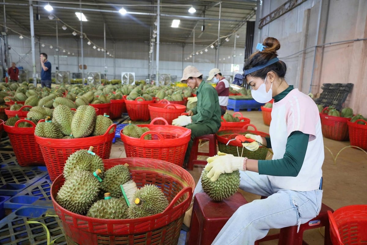 Hiệp hội sầu riêng Đắk Lắk đang nỗ lực xây dựng và nhân rộng các chuỗi xuất khẩu 'luồng xanh' nhằm đáp ứng yêu cầu khắt khe của thị trường quốc tế, đặc biệt là thị trường Trung Quốc. Ảnh: PC.
