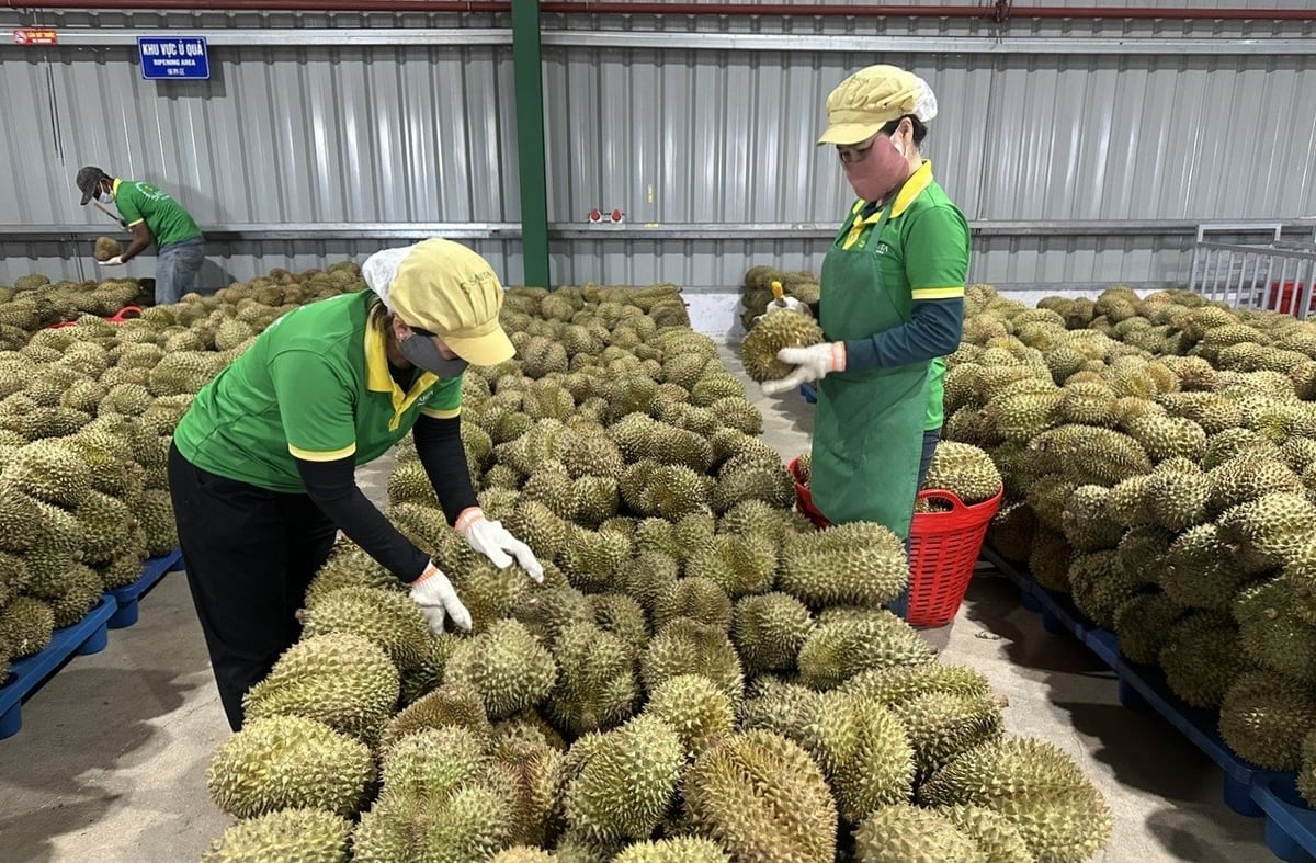 Sở Nông nghiệp và Môi trường Đắk Lắk phối hợp cùng Hiệp hội sầu riêng Đắk Lắk phát động chiến dịch kiểm soát và loại bỏ triệt để chất cấm vàng O trong hoạt động sản xuất – đóng gói sầu riêng. Ảnh: PC.
