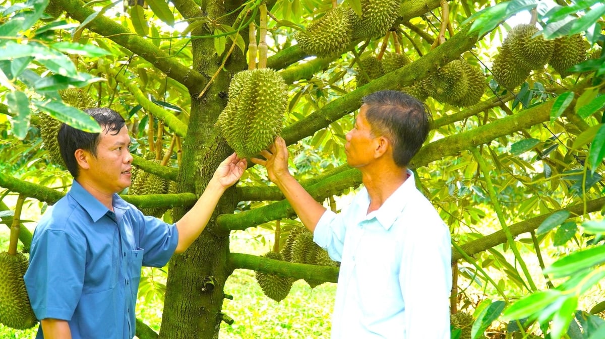 Ngoài tiếp cận công nghệ, người trồng sầu riêng ngày càng chú trọng liên kết sản xuất, đăng ký mã số vùng trồng, xây dựng thương hiệu. Ảnh: Trần Phi. Ngoài tiếp cận công nghệ, người trồng sầu riêng ngày càng chú trọng liên kết sản xuất, đăng ký mã số vùng trồng, xây dựng thương hiệu. Ảnh: Trần Phi.