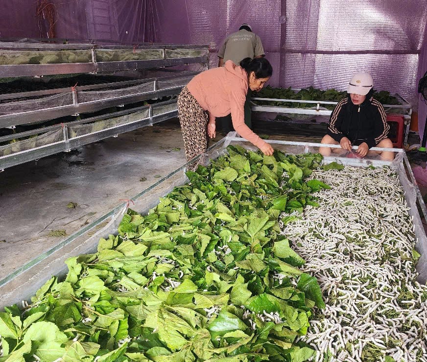 Không chỉ trao con giống, cây giống, chương trình 1719 còn hỗ trợ làm chuồng trại, tập huấn kỹ thuật, phòng chống dịch bệnh và kết nối tiêu thụ sản phẩm. Ảnh: Phạm Hoài. Không chỉ trao con giống, cây giống, chương trình 1719 còn hỗ trợ làm chuồng trại, tập huấn kỹ thuật, phòng chống dịch bệnh và kết nối tiêu thụ sản phẩm. Ảnh: Phạm Hoài.