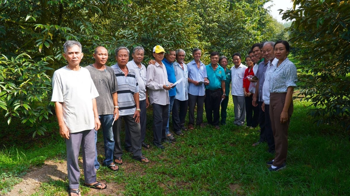 Âm thầm đổi thay, nông dân TP.HCM cùng nhau đưa sầu riêng vào kỷ nguyên công nghệ, bắt đầu từ từng gốc cây, từng dòng nhật ký. Ảnh: Trần Phi.