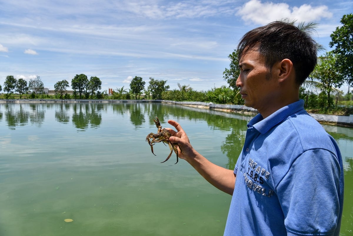 Hết rong đuôi chó, nước ao nhà anh Bùi Quốc Việt chuyển sang màu xanh của tảo. Ảnh: Dương Đình Tường. Hết rong đuôi chó, nước ao nhà anh Bùi Quốc Việt chuyển sang màu xanh của tảo. Ảnh: Dương Đình Tường.