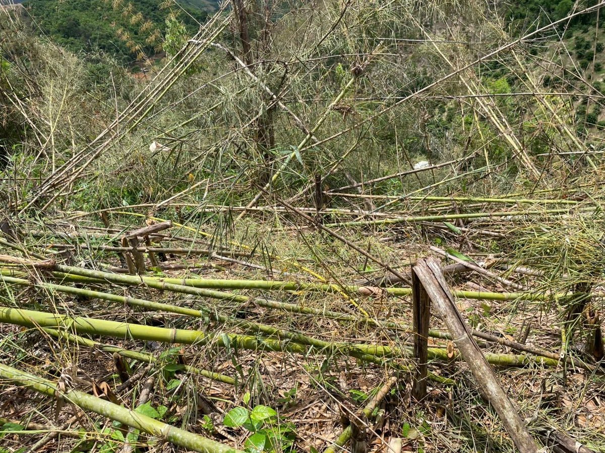 Các đối tượng phát dọn gần 2ha diện tích rừng tre do Ban Quản lý rừng phòng hộ Đắk Glong - Gia Nghĩa quản lý. Ảnh: DL. Các đối tượng phát dọn gần 2ha diện tích rừng tre do Ban Quản lý rừng phòng hộ Đắk Glong - Gia Nghĩa quản lý. Ảnh: DL.