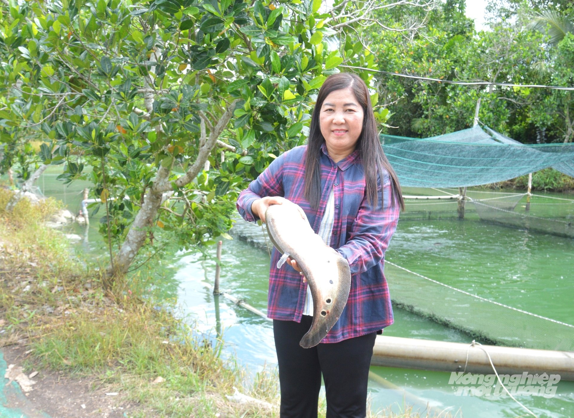 Nữ giám đốc Hợp tác xã Kỳ Như Nguyễn Kim Thùy được mọi người ví như 'thuyền trưởng' đang điều khiển một con tàu đặc biệt, mang theo loài cá thát lát đặc sản của sông nước miền Tây vươn ra biển lớn. Ảnh: Trung Chánh. Nữ giám đốc Hợp tác xã Kỳ Như Nguyễn Kim Thùy được mọi người ví như 'thuyền trưởng' đang điều khiển một con tàu đặc biệt, mang theo loài cá thát lát đặc sản của sông nước miền Tây vươn ra biển lớn. Ảnh: Trung Chánh.