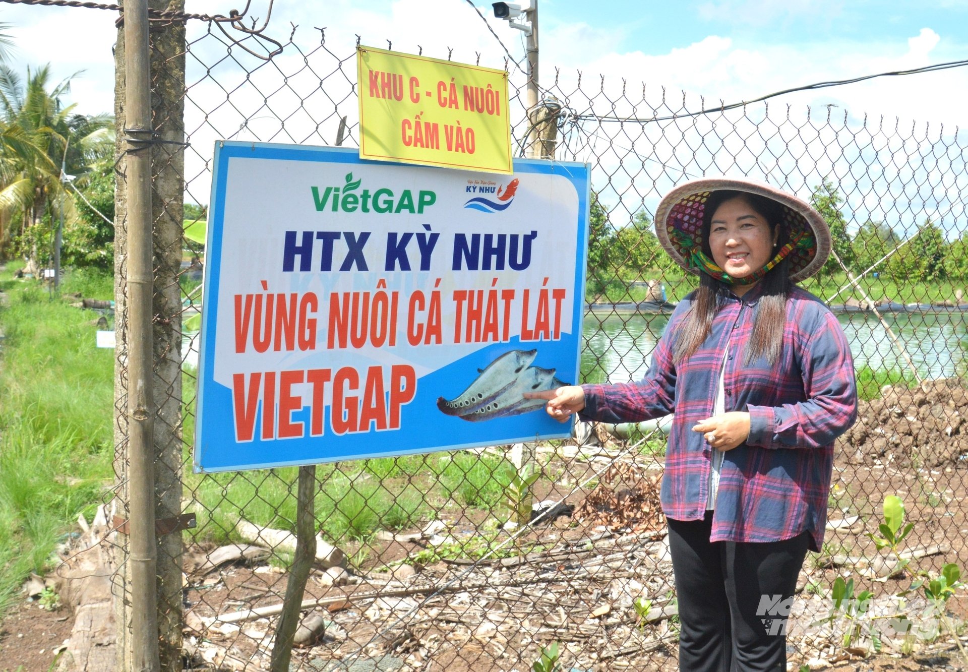 Hợp tác xã Kỳ Như liên kết với nông dân tổ chức vùng nuôi cá thát lát đạt chuẩn VietGAP lên đến cả chục hecta, tạo việc làm ổn định cho nhiều gia đình xã viên. Ảnh: Trung Chánh. Hợp tác xã Kỳ Như liên kết với nông dân tổ chức vùng nuôi cá thát lát đạt chuẩn VietGAP lên đến cả chục hecta, tạo việc làm ổn định cho nhiều gia đình xã viên. Ảnh: Trung Chánh.