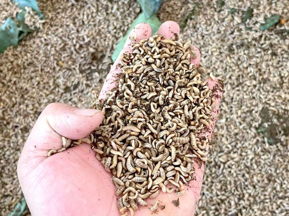 Sâu canxi góp phần tái chế phế phẩm nông nghiệp, tạo nguồn thức ăn sạch và thân thiện với môi trường. Ảnh: Phạm Huy. Sâu canxi góp phần tái chế phế phẩm nông nghiệp, tạo nguồn thức ăn sạch và thân thiện với môi trường. Ảnh: Phạm Huy.