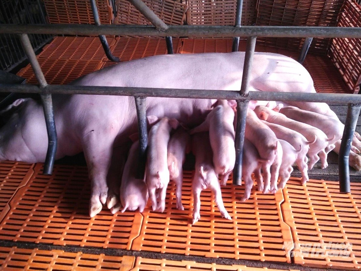 An Giang có tổng đàn heo khoảng 359.000 con, trong đó chăn nuôi nhỏ lẻ và phân tán chiếm đa số. Ảnh: Hồng Cẩm.
