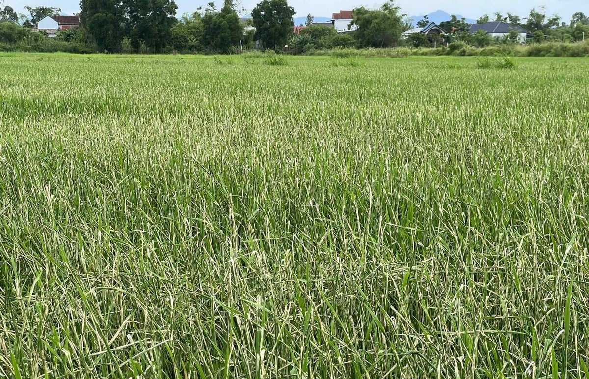 Nhiều diện tích lúa hè thu ở TP Huế bị trắng lá cục bộ do sâu cuốn lá tấn công. Ảnh: Văn Dinh.