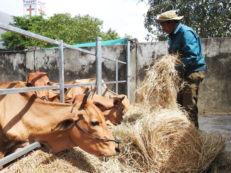 Mô hình sinh kế nuôi bò dưới tán rừng mang lại hiệu quả kinh tế cho các hộ tham gia nhận khoán bảo vệ rùng. Ảnh: PC. Mô hình sinh kế nuôi bò dưới tán rừng mang lại hiệu quả kinh tế cho các hộ tham gia nhận khoán bảo vệ rùng. Ảnh: PC.