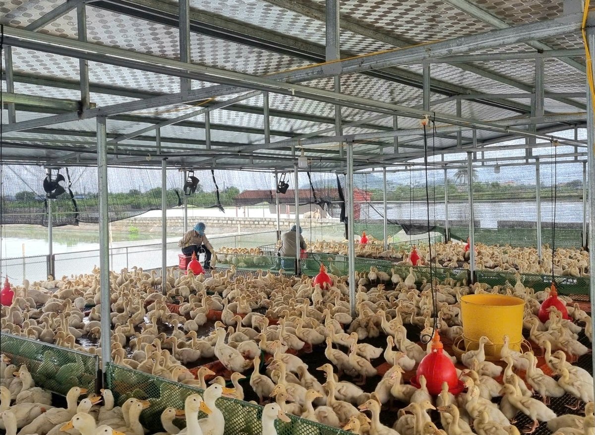 Hiện đàn gia cầm trên địa bàn TP Hải Phòng sau khi sáp nhập với Hải Dương tăng lên hơn 24 triệu con. Ảnh: Đinh Mười.