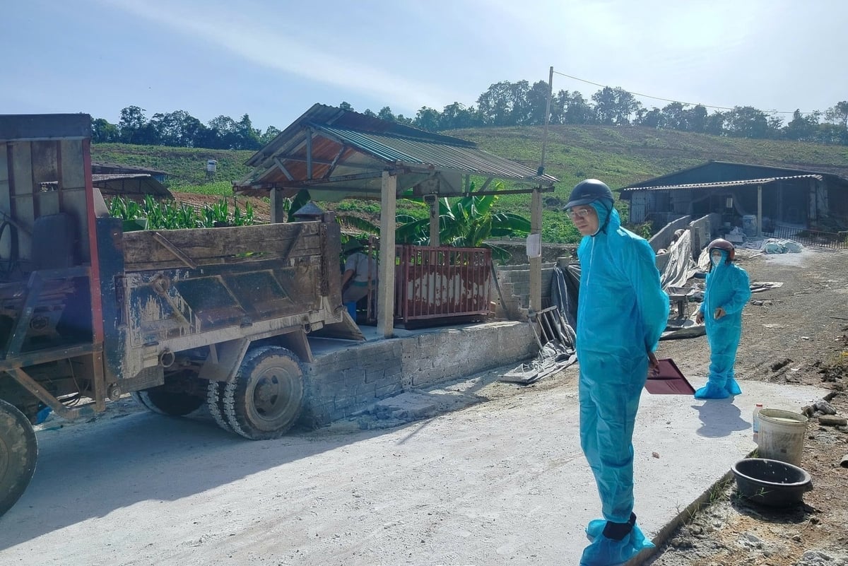 Cơ quan chuyên môn thực hiện công tác phòng, chống dịch tả lợn Châu Phi ở tỉnh Phú Thọ. Ảnh: PT.
