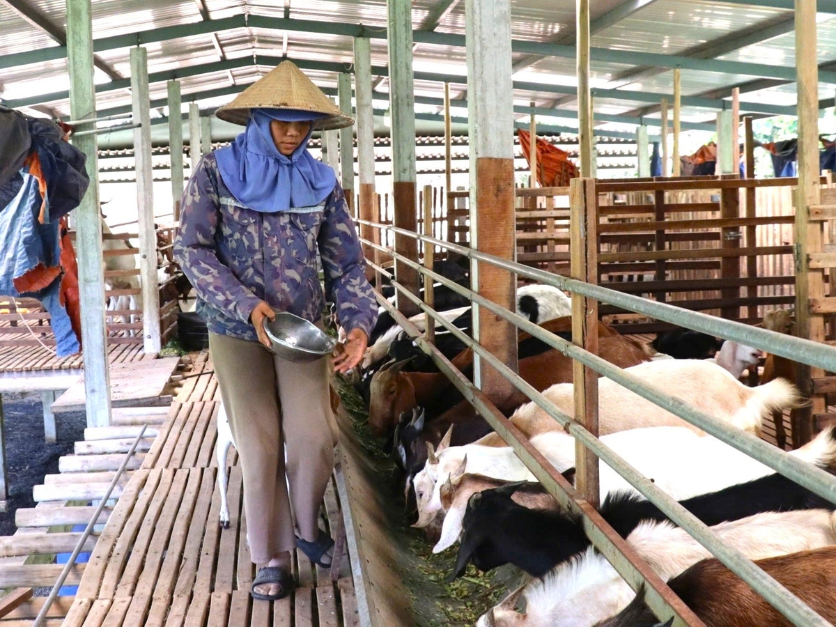 Chị Nguyễn Thị Nhinh chăm sóc đàn dê tại trang trại chăn nuôi kết hợp trồng trọt theo mô hình tuần hoàn ở xã Hòa Vang, TP Đà Nẵng. Ảnh: Phạm Huy. Chị Nguyễn Thị Nhinh chăm sóc đàn dê tại trang trại chăn nuôi kết hợp trồng trọt theo mô hình tuần hoàn ở xã Hòa Vang, TP Đà Nẵng. Ảnh: Phạm Huy.