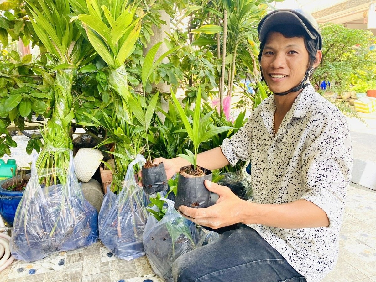 Anh Trần Văn Tuấn, một hộ chuyên ươm cau con ở TP Cần Thơ, tất bật đóng gói đơn hàng giao cho thương lái. Ảnh: Lê Hoàng Vũ. Anh Trần Văn Tuấn, một hộ chuyên ươm cau con ở TP Cần Thơ, tất bật đóng gói đơn hàng giao cho thương lái. Ảnh: Lê Hoàng Vũ.