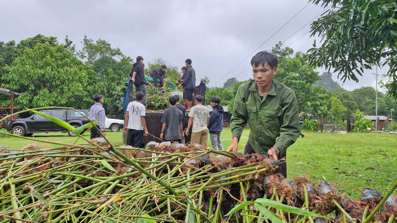Tre điền trúc là loại cây có giá trị kinh tế cao, góp phần cải thiện đời sống cho bà con vùng biên giới Việt - Lào. Ảnh: H. Nam. Tre điền trúc là loại cây có giá trị kinh tế cao, góp phần cải thiện đời sống cho bà con vùng biên giới Việt - Lào. Ảnh: H. Nam.