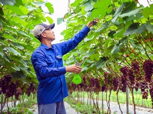 Mô hình trồng nho tại tỉnh Điện Biên - hướng đi mới trong phát triển du lịch nông nghiệp. Ảnh: Hoàng Châu. Mô hình trồng nho tại tỉnh Điện Biên - hướng đi mới trong phát triển du lịch nông nghiệp. Ảnh: Hoàng Châu.