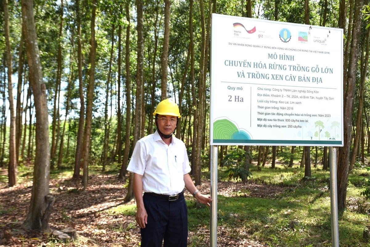 Ông Hồ Văn Hể, Giám đốc Công ty TNHH Lâm nghiệp Sông Kôn, với mô hình chuyển hóa rừng gỗ lớn trong dự án SFM. Ảnh: V.Đ.T. Ông Hồ Văn Hể, Giám đốc Công ty TNHH Lâm nghiệp Sông Kôn, với mô hình chuyển hóa rừng gỗ lớn trong dự án SFM. Ảnh: V.Đ.T.
