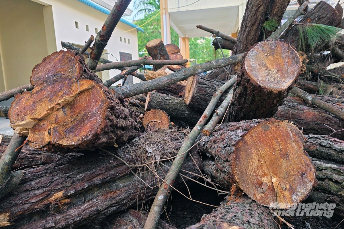 Số lượng tang vật vụ khai thác trắng 2,3 ha rừng thông tại xã Trường Phú. Ảnh: Võ Dũng.