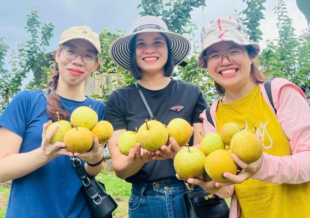 Du khách thích thú hái lê và chụp ảnh ngay tại vườn ở Nậm Pung (Bát Xát cũ). Ảnh: Lưu Hòa. Du khách thích thú hái lê và chụp ảnh ngay tại vườn ở Nậm Pung (Bát Xát cũ). Ảnh: Lưu Hòa.
