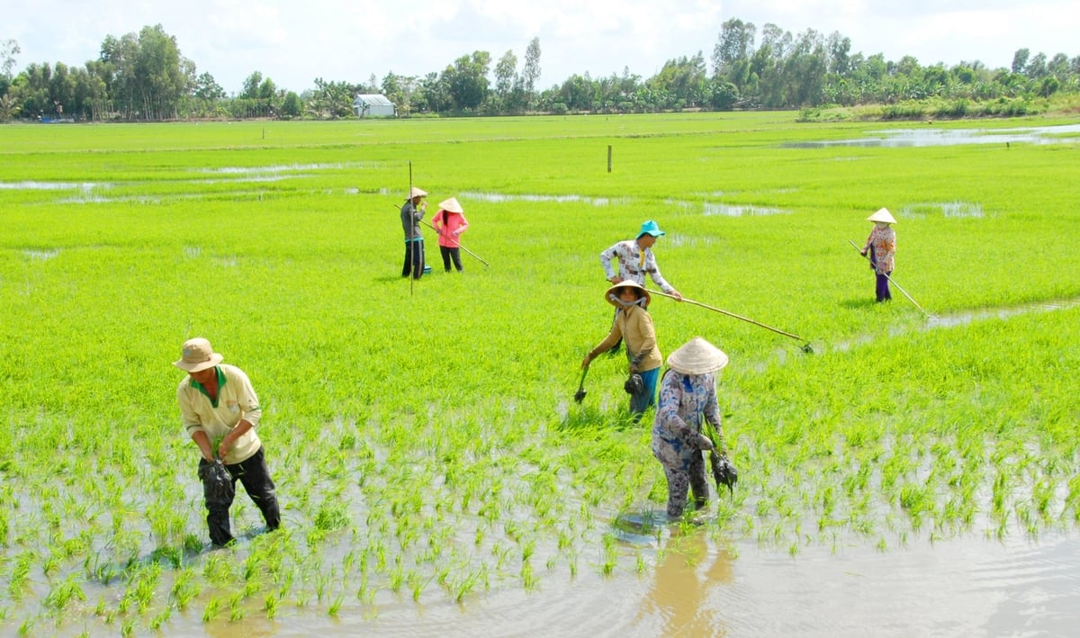 Nông dân vùng đệm Vườn quốc gia Tràm Chim canh tác lúa sinh thái, góp phần bảo vệ môi trường sống cho sếu đầu đỏ. Ảnh: Lê Hoàng Vũ.