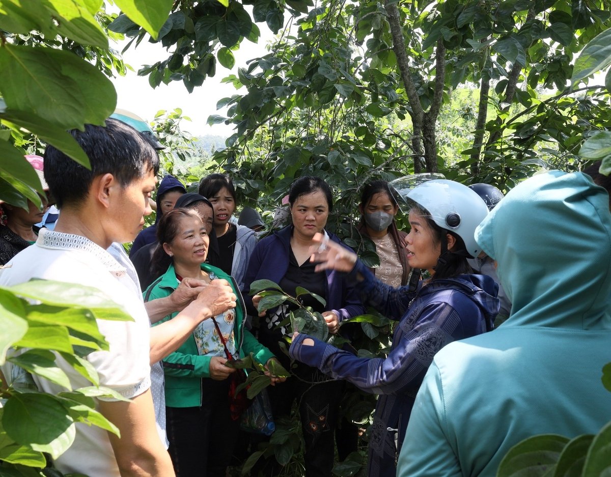 Người dân xã Hoàng Văn Thụ chia sẻ kinh nghiệm, kỹ thuật phòng trừ sinh vật gây hại trên cây hồng vành khuyên. Ảnh: Duy Hà. Người dân xã Hoàng Văn Thụ chia sẻ kinh nghiệm, kỹ thuật phòng trừ sinh vật gây hại trên cây hồng vành khuyên. Ảnh: Duy Hà.