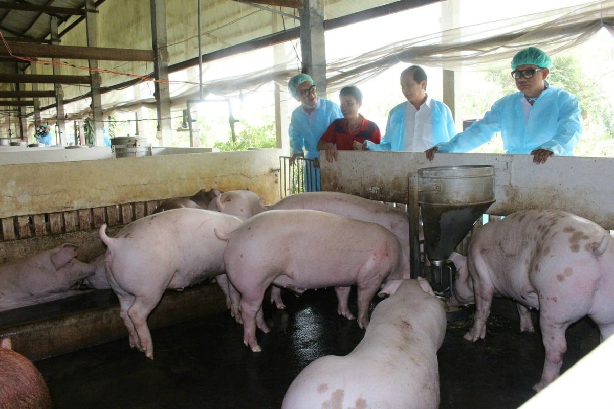 TP. Cần Thơ tạo điều kiện để cơ sở chăn nuôi nhỏ lẻ, kém hiệu quả chuyển đổi sang chăn nuôi quy mô trang trại. Ảnh: Kim Anh. TP. Cần Thơ tạo điều kiện để cơ sở chăn nuôi nhỏ lẻ, kém hiệu quả chuyển đổi sang chăn nuôi quy mô trang trại. Ảnh: Kim Anh.