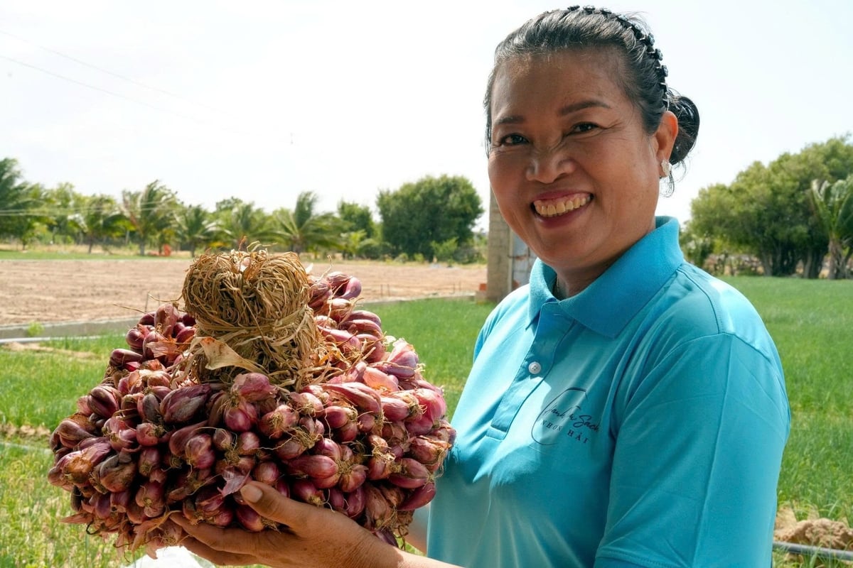 Chị Nguyễn Thị Châu - người có công lớn trong phát triển sản xuất, tiêu thụ và xuất khẩu hành tím Ninh Thuận (cũ). Ảnh: Nguyễn Cơ. Chị Nguyễn Thị Châu - người có công lớn trong phát triển sản xuất, tiêu thụ và xuất khẩu hành tím Ninh Thuận (cũ). Ảnh: Nguyễn Cơ.