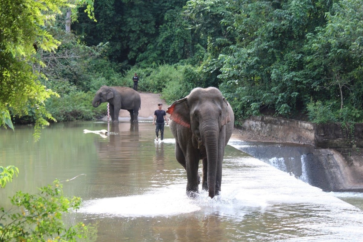 The park and Animals Asia Foundation worked together to shift tourist behavior away from elephant rides and protect the health, longevity, welfare of domesticated elephants.
