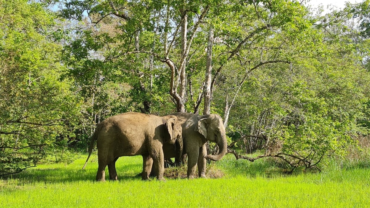 Yok Don National Park is home to endangered and rare species including the Asian elephant.
