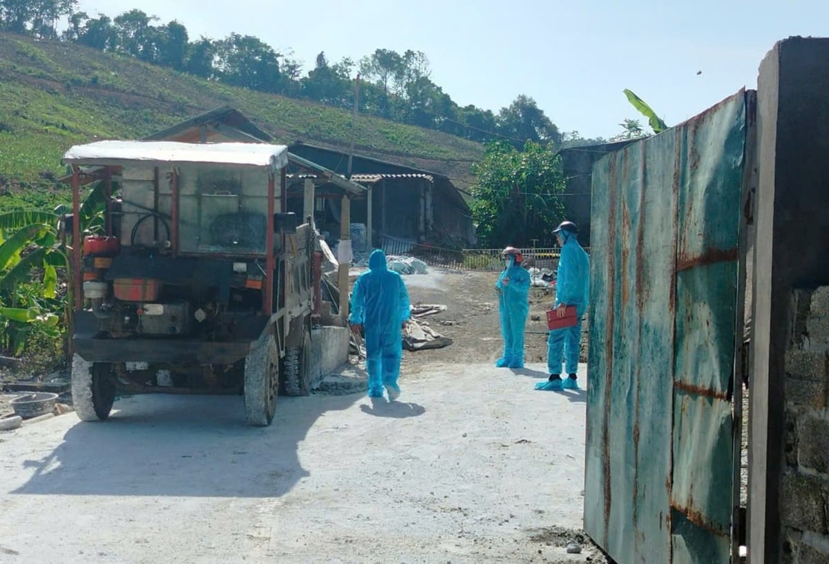 Công tác phòng, chống dịch tả lợn Châu Phi ở tỉnh Phú Thọ. Ảnh: Bảo Khang. Công tác phòng, chống dịch tả lợn Châu Phi ở tỉnh Phú Thọ. Ảnh: Bảo Khang.