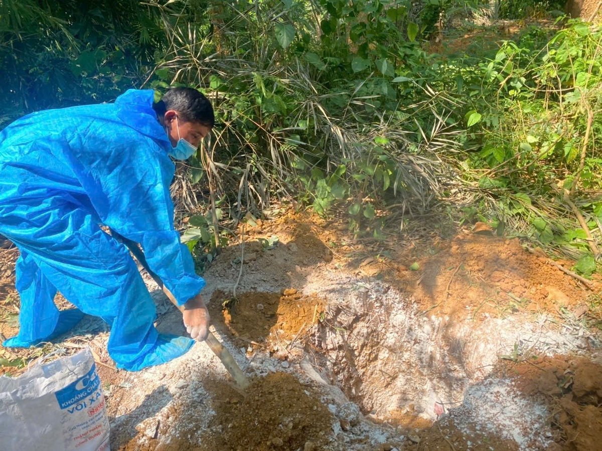 Cán bộ thú y tiêu hủy lợn mắc bệnh dịch tả lợn Châu Phi bị chết. Ảnh: Quốc Toản. Cán bộ thú y tiêu hủy lợn mắc bệnh dịch tả lợn Châu Phi bị chết. Ảnh: Quốc Toản.