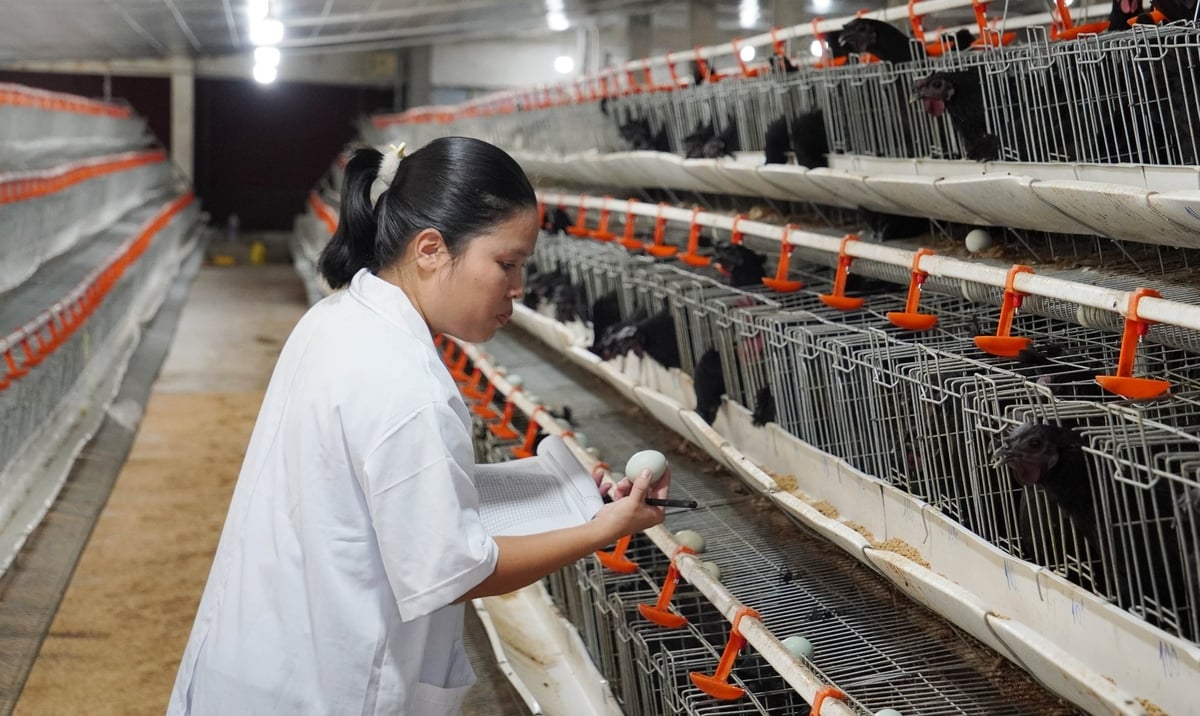Gà trứng xanh đều thích nghi cao với môi trường nuôi bán chăn thả và công nghiệp. Ảnh: Lê Bình. Gà trứng xanh đều thích nghi cao với môi trường nuôi bán chăn thả và công nghiệp. Ảnh: Lê Bình.